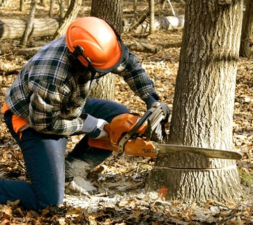 Tree Removal in Kaneville, IL